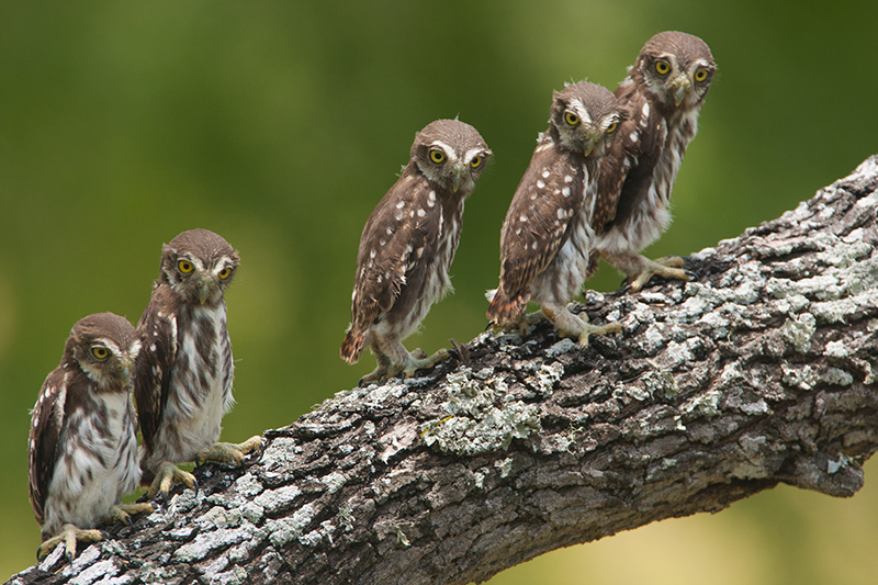 2022_Owl&Woodpecker_inset2.jpg