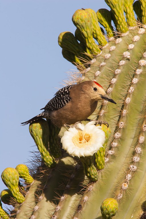 2022_Owl&Woodpecker_inset3.jpg