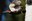2022_Owl&Woodpecker_inset4.jpg