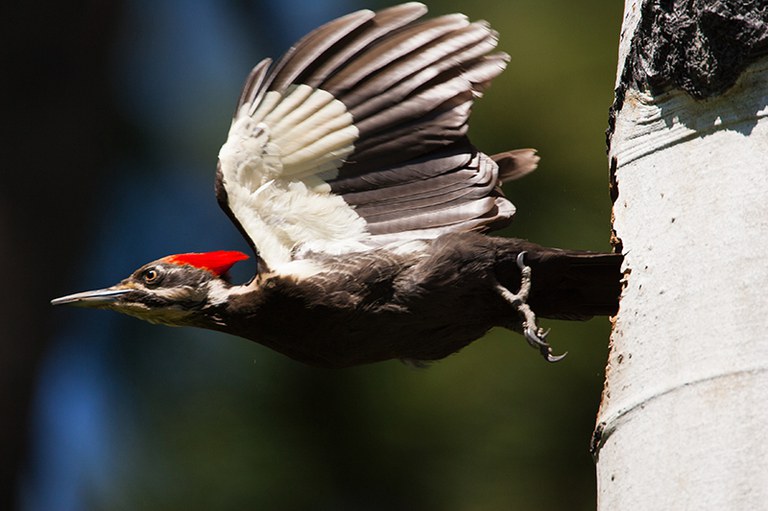 2022_Owl&Woodpecker_inset4.jpg