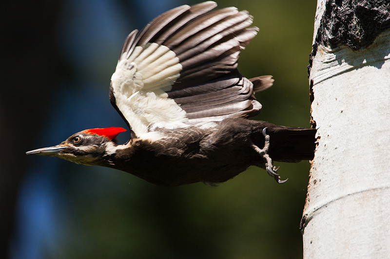 2022_Owl&Woodpecker_inset4.jpg