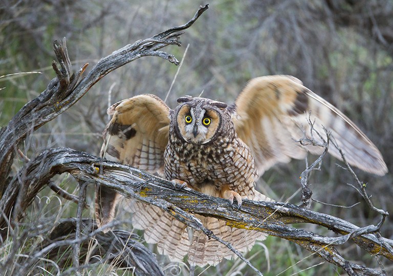 2022_OwlYearinLife_Inset3.jpg