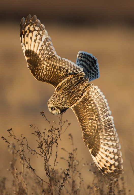 2022_OwlYearinLife_Inset4.jpg