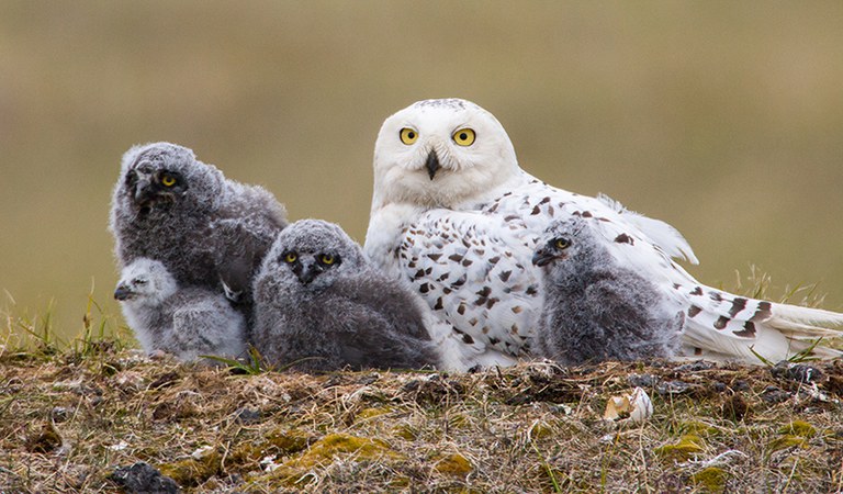 2022_OwlYearinLife_Inset5.jpg