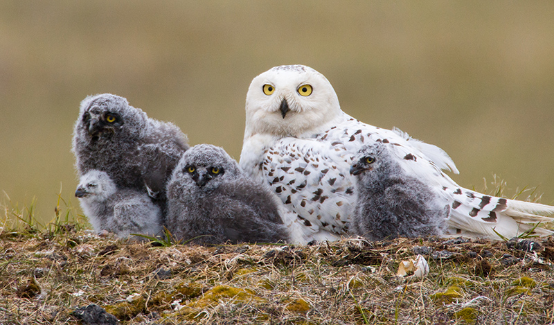 2022_OwlYearinLife_Inset5.jpg