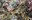 2022_SalishSeaweed_inset2.jpg
