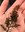 2022_SalishSeaweed_inset3.jpg