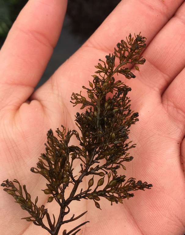 2022_SalishSeaweed_inset3.jpg