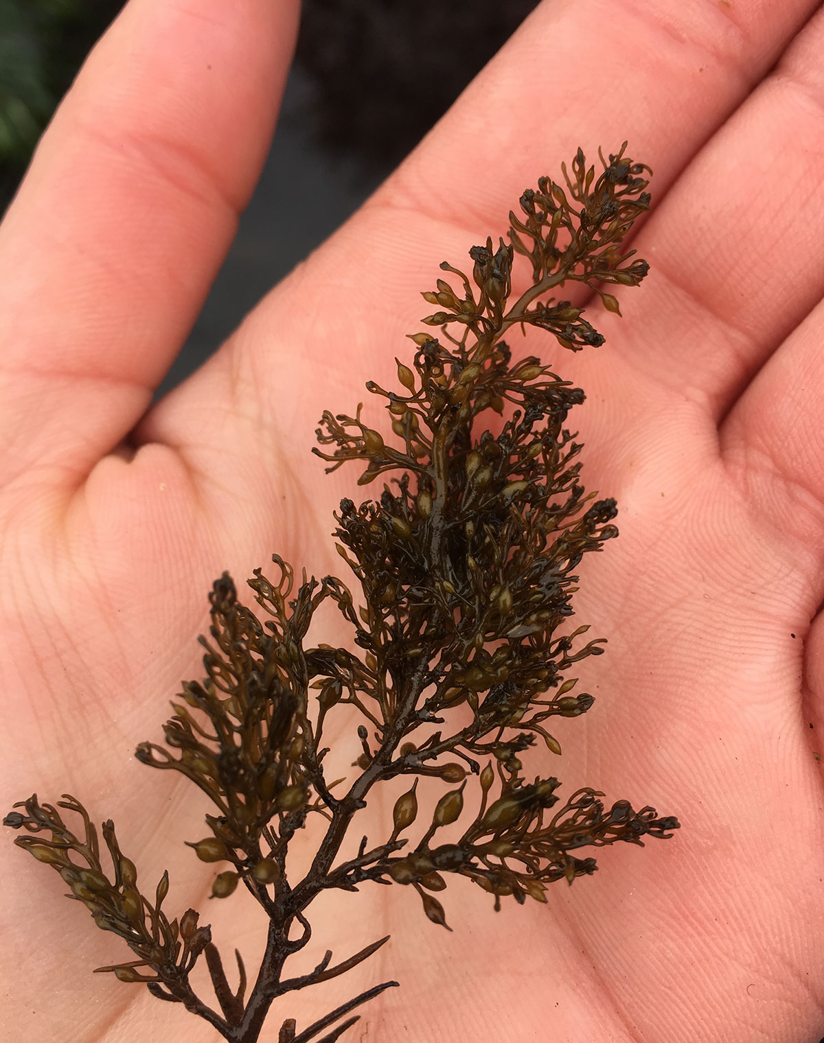 2022_SalishSeaweed_inset3.jpg