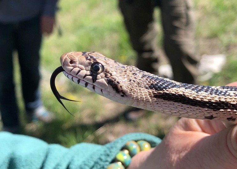 2022_SnakeCount_inset3.jpg