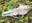 2022_WinterWildlifeTracking_inset4.jpg