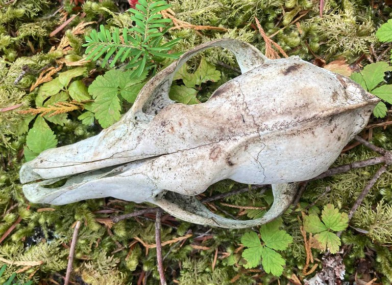 2022_WinterWildlifeTracking_inset4.jpg