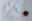 2022_WinterWildlifeTracking_inset5.jpg