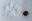 2022_WinterWildlifeTracking_inset5.jpg
