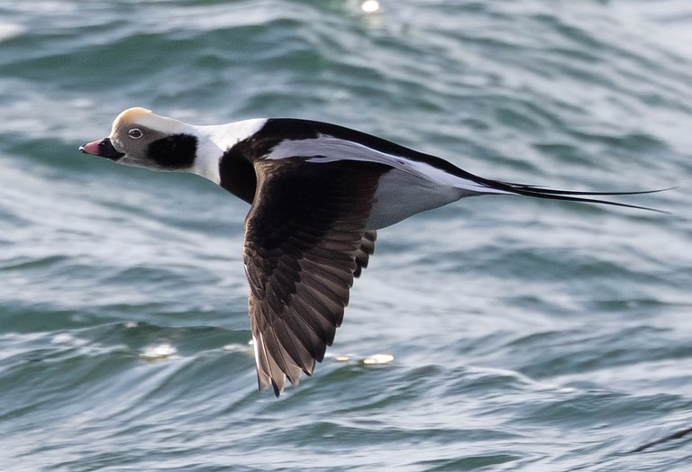 2023_BirdingSalishSea-Spring_AndyDeBroux_inset5.jpg