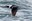 2023_BirdingSalishSea-Spring_AndyDeBroux_inset5.jpg