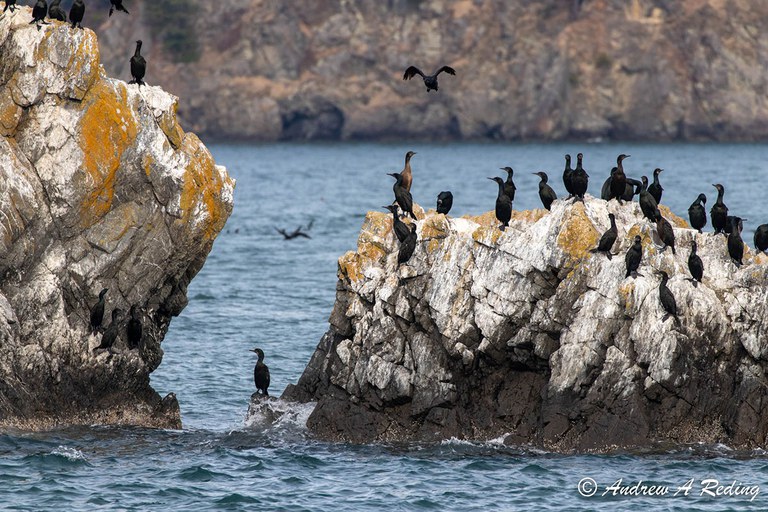 2023_BirdingSalishSea-Spring_inset1.jpg