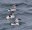 2023_BirdingSalishSea-Spring_inset3.jpg