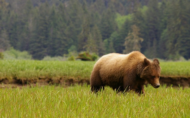 2023_Grizzlies_Frances-Backhouse_inset2.jpg