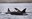 2023_KillerWhales_inset1.jpg