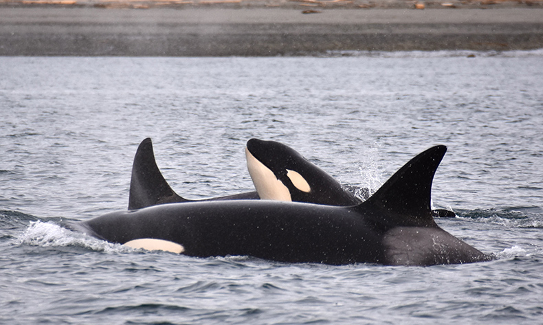 2023_KillerWhales_inset1.jpg