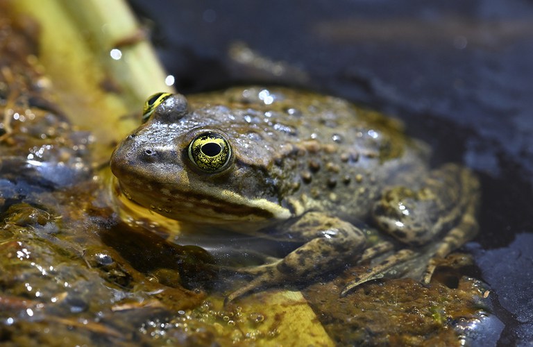 2025AdFam_AmphibPNW_StephenNyman_inset2.jpg