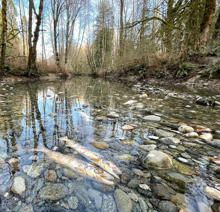 2025AdFam_BaldEagles_inset1.jpg 2025AdFam_BaldEagles_inset1.jpg