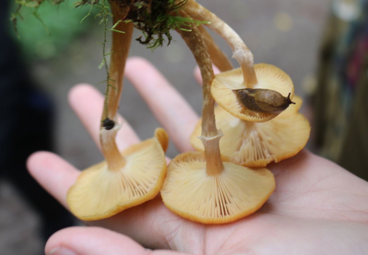 2025AdFam_BefriendingFungi_inset2.jpg