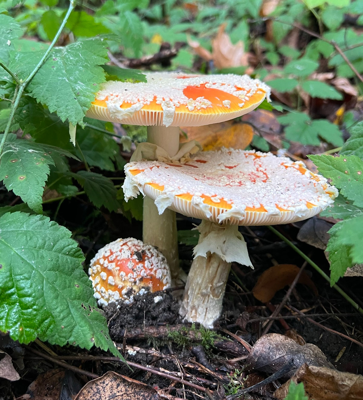 2025AdFam_BefriendingFungi_inset3.jpg