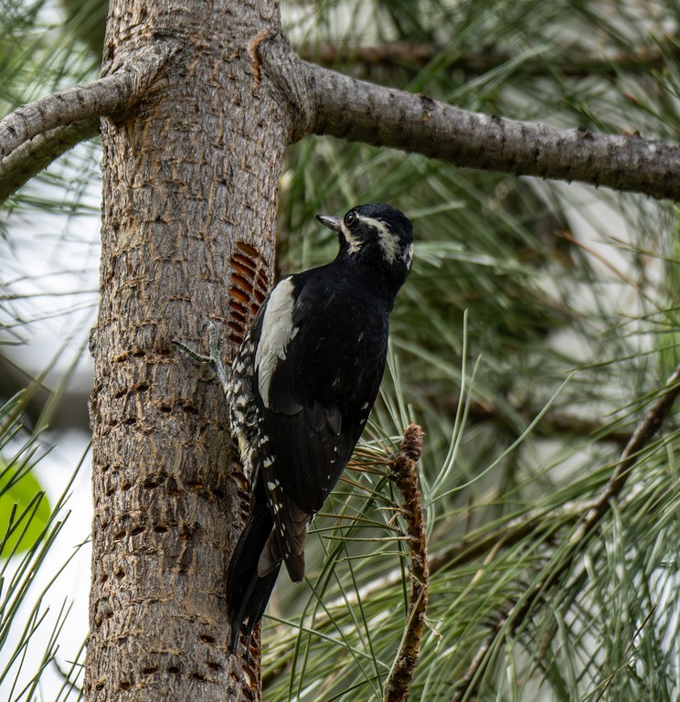 2025AdFam_SpringBirdingMethow_JeffBrennan_inset1.jpg