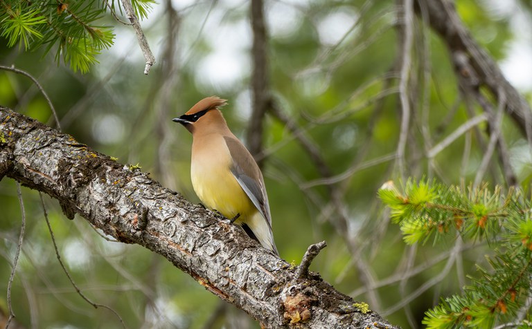 2025AdFam_SpringBirdingMethow_JeffBrennan_inset3.jpg