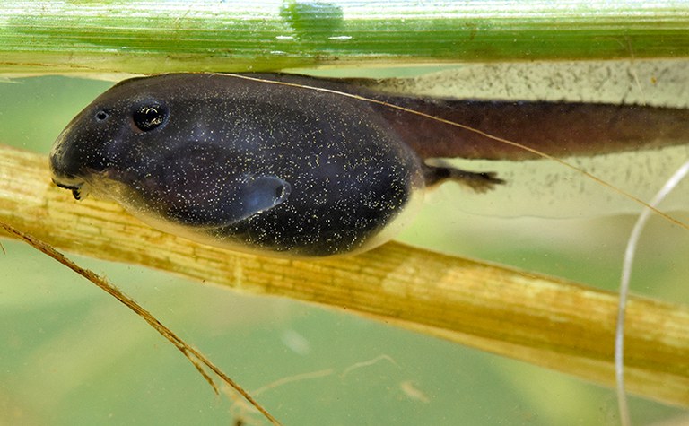 2026AdFam_Amphibians_inset1.jpg 2026AdFam_Amphibians_inset1.jpg