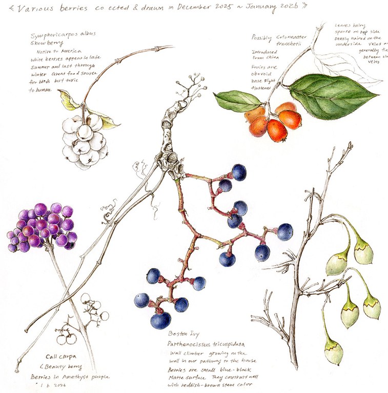 2026adfam_botantical_inset6.jpg 2026adfam_botantical_inset6.jpg