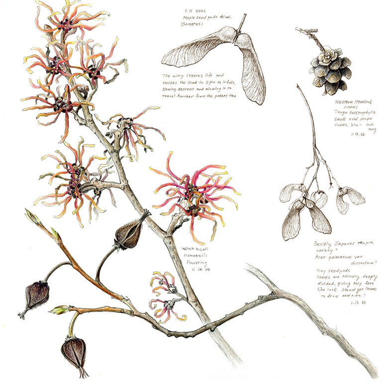 2026adfam_botantical_inset7.jpg 2026adfam_botantical_inset7.jpg