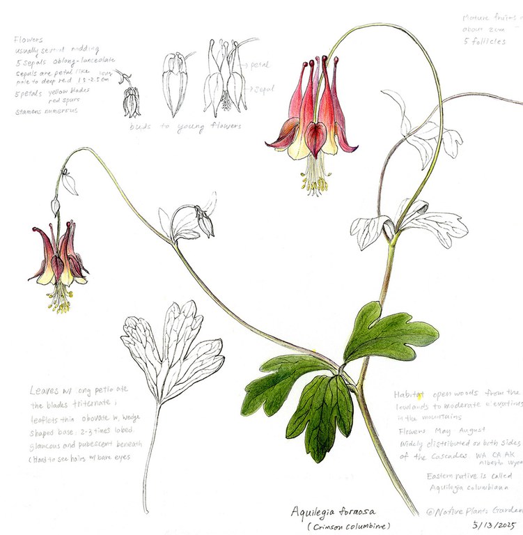 2026adfam_botantical_inset8.jpg 2026adfam_botantical_inset8.jpg