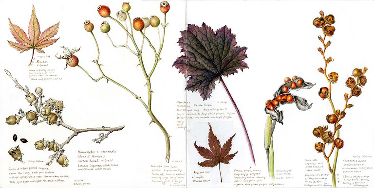 2026adfam_botantical_inset9.jpg 2026adfam_botantical_inset9.jpg