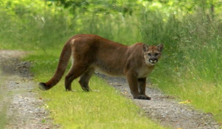 2026Adfam_Cougars_inset2.jpg 2026Adfam_Cougars_inset2.jpg