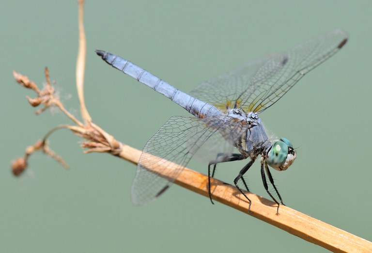 2026AdFam_DamselFlies_inset1.jpg