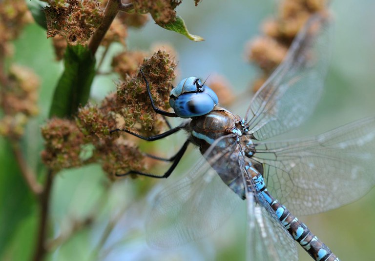 2026AdFam_DamselFlies_inset2.jpg