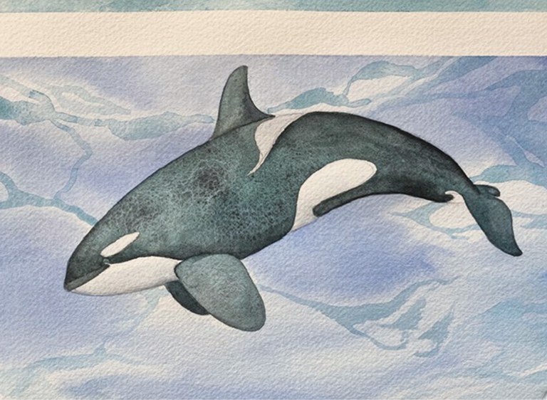 2026AdFam_DrawingOrcas_inset2.jpg 2026AdFam_DrawingOrcas_inset2.jpg