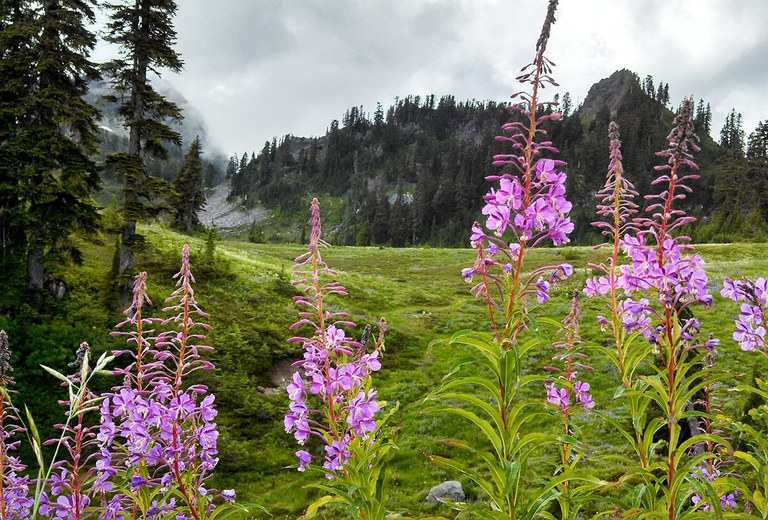 2026Adfam_FireEcology3_USFS.jpg 2026Adfam_FireEcology3_USFS.jpg