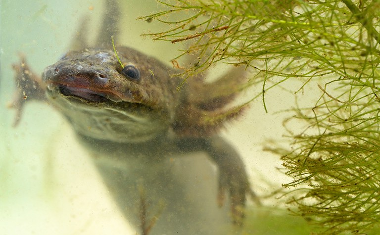 2026AdFam_Frogs&Sal_inset1.jpg 2026AdFam_Frogs&Sal_inset1.jpg