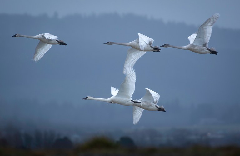 2026AdFam_WinterBirding_inset3.jpg