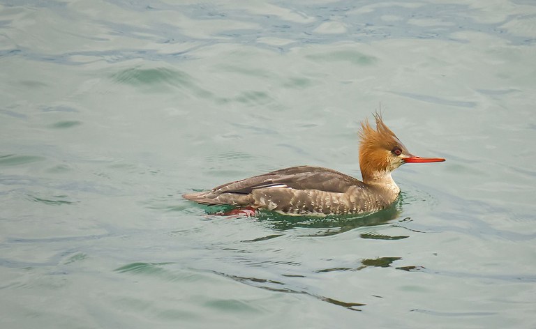 2026AdFam_WinterBirding_inset4.jpg