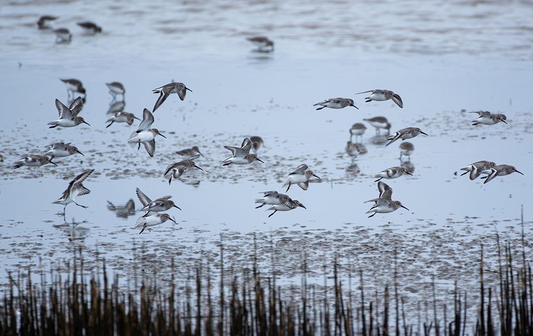 2026AdFam_WinterBirding_inset5.jpg