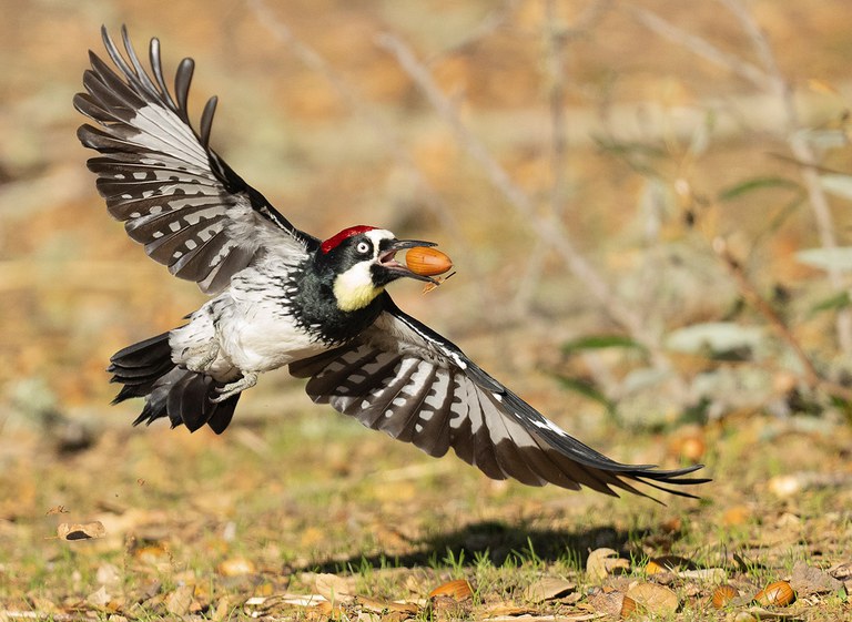 2026adfam_Woodpecker_inset1.jpg 2026adfam_Woodpecker_inset1.jpg