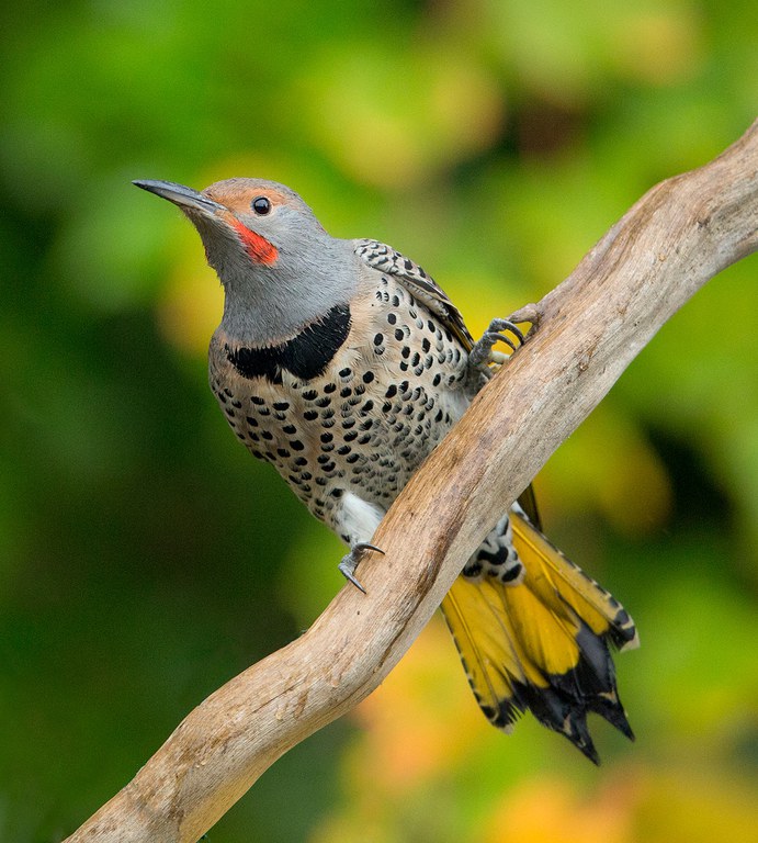 2026adfam_Woodpecker_inset2.jpg 2026adfam_Woodpecker_inset2.jpg