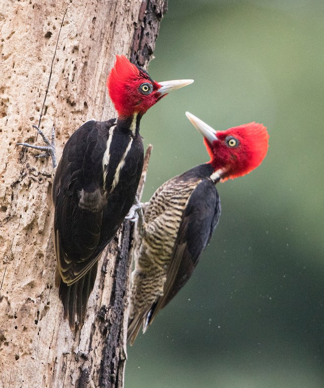 2026adfam_Woodpecker_inset3.jpg 2026adfam_Woodpecker_inset3.jpg