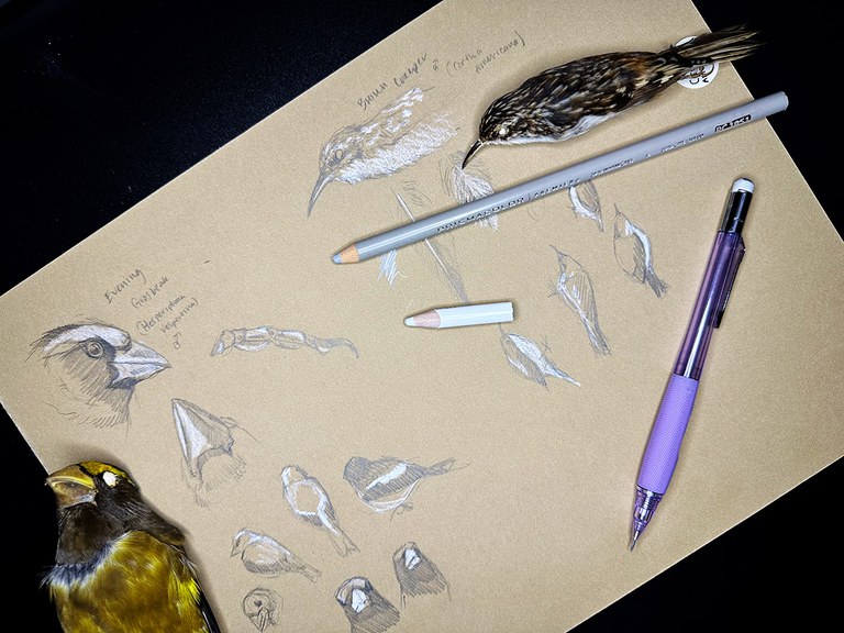 2027_BirdDrawingBasics_inset1.jpg 2027_BirdDrawingBasics_inset1.jpg