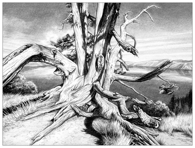 2027_DrawingWinterTrees_Inset2.jpg